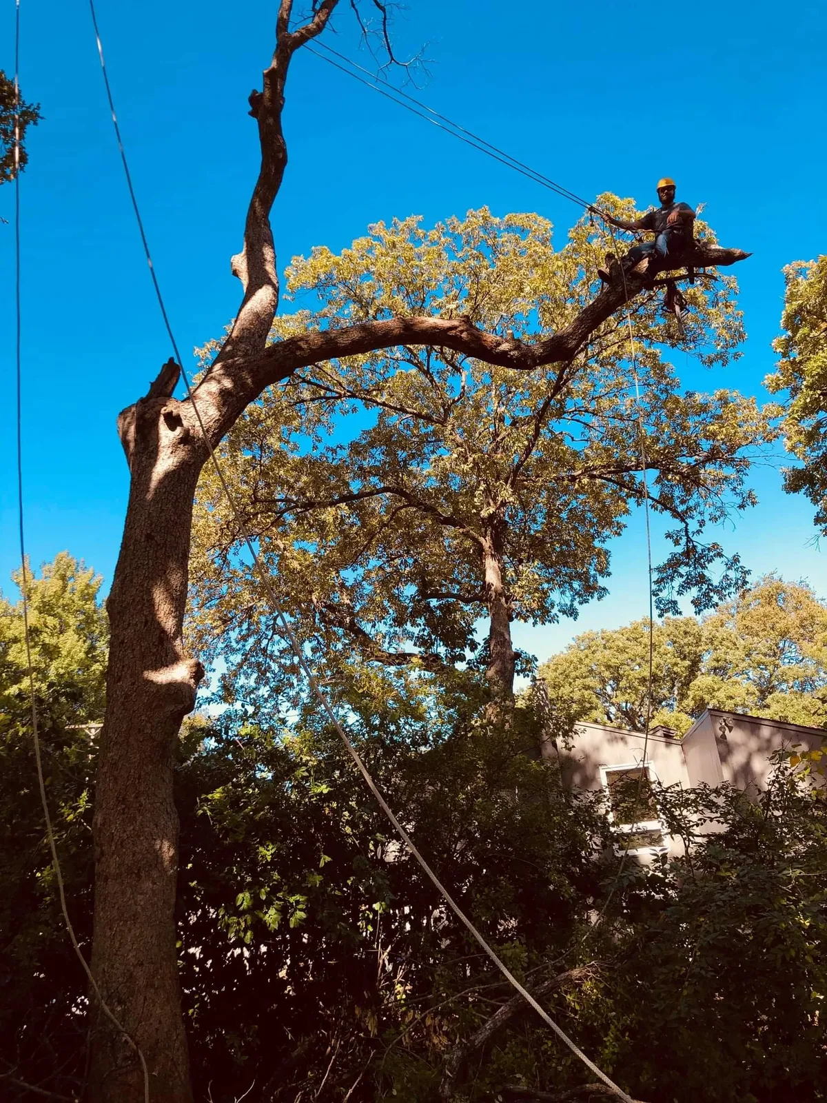 Professional tree rigging Topeka